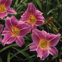 Hemerocallis'Prairie Blue Eyes'