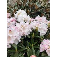 Rhododendron'Blewbury' 
