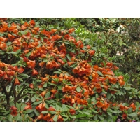 Rhododendron'Scyphocalix' 