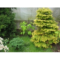 Abies nordmannia'Aurea' 