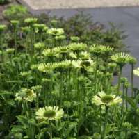 Echinacea purpurea'Green Jewel'