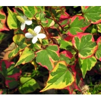 Houttuynia cordata'Chameleon'