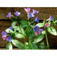 Pulmonaria'Majeste'