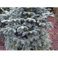 Abies koreocarpa'Hobby Time' 