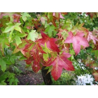 Liquidambar styraciflua'Palo Alto' 
