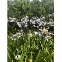 Agapanthus'Lady Twillight' 