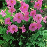Incarvillea delavayii