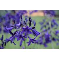 Agapanthus'Indigo Dreams' 