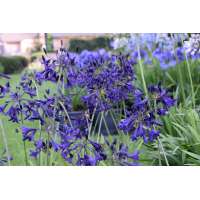 Agapanthus'Indigo Dreams' 