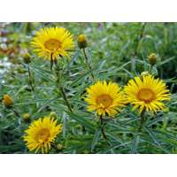 Inula ensifolia