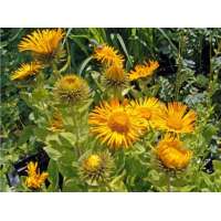 Inula orientalis