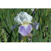 Iris germanica'Mission Ridge'
