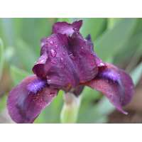 Iris pumila'Pastel Chamre'
