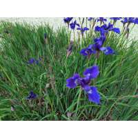 Iris sibirica'Niklassee'