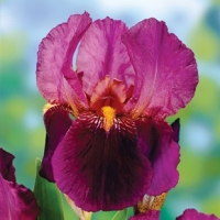 Iris germanica'Senlac'