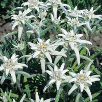 Leontopodium alpinum'Blossom of Snow'