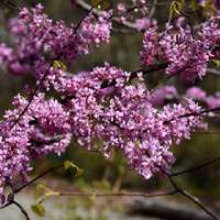Cercis canadensis'Hearts of Gold' 