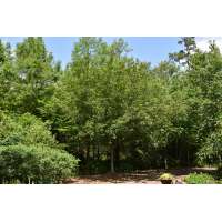 Acer rubrum'Summer Red' 