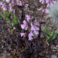 Penstemon'Midnight Masquerade'