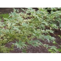 Acer palmatum'Butterfly' 