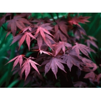 Acer palmatum'Bloodgood' 