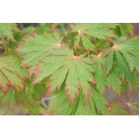 Acer japonicum'Aconitifolium' 