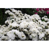 Azalea japonica'White Lady' 