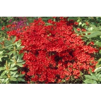 Azalea japonica'Vuyck's Scarlet' 