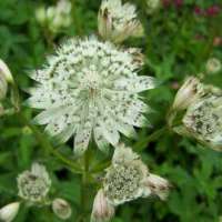 Astrantia major'Sparkling Star White'