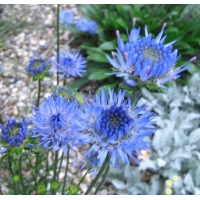 Jasione laevis'Blaulicht'