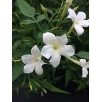 Jasminum officinale 