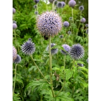 Echinops bannaticus