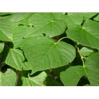 Tilia platyphyllos 