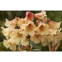Rhododendron'Jingle Bell' 