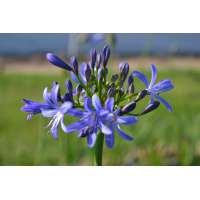 Agapanthus'Johannesburg' 