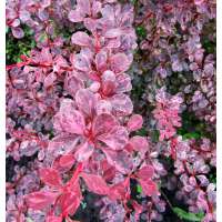 Berberis thunbergii'Harlequin' 