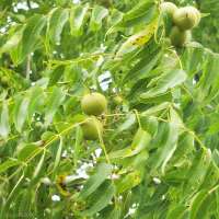 Juglans nigra 