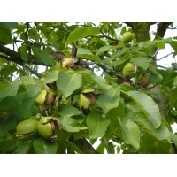 Juglans regia'Broadview' 