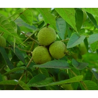 Juglans nigra 