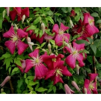 Clematis'Madame Julia Correvon' 
