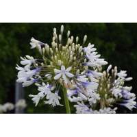 Agapanthus'Julien' 