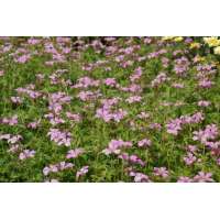 Geranium oxonianum'Rosenlicht'