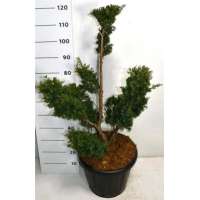 Juniperus chinensis'Blaauw' 