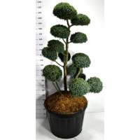 Juniperus chinensis'Blue Alps' 