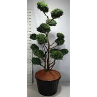 Juniperus chinensis'Blue Alps' 