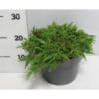 Juniperus communis'Green Carpet' 