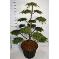 Juniperus communis'Green Carpet' 