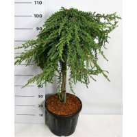 Juniperus communis'Green Mantle' 