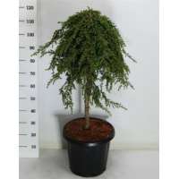 Juniperus communis'Green Mantle' 