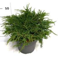 Juniperus communis'Repanda' 
